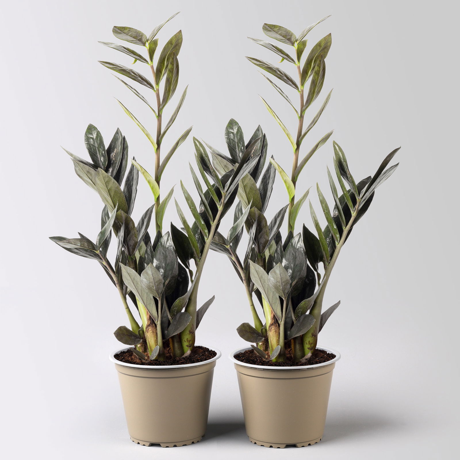 Glücksfeder 'Raven', schwarzgrün, Topf-Ø 14 cm, Höhe ca. 45 cm, 2 Pflanzen