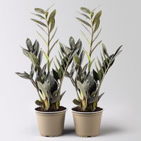 Glücksfeder 'Raven', schwarzgrün, Topf-Ø 14 cm, Höhe ca. 45 cm, 2 Pflanzen