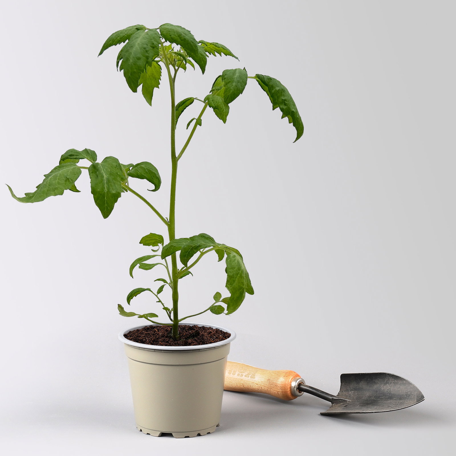 Bio Mini-San Marzano 'Trilly', Topf-Ø 12 cm, 3 Pflanzen