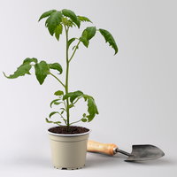 Bio Mini-San Marzano 'Trilly', Topf-Ø 12 cm, 3 Pflanzen