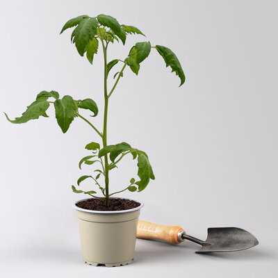 Bio Mini-San Marzano 'Trilly', Topf-Ø 12 cm, 3 Pflanzen