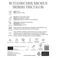 botanische Krokusse 'Sieberi Tricolor', weiß-lila, 20 Blumenzwiebeln