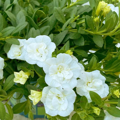 Pflanzenkreation Blütenmärchen, 6 Pflanzen inkl. Erde und Dünger Pflanzenkreation Blütenmärchen, 6 Pflanzen inkl. Erde und Dünger