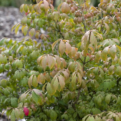 Kompaktes Pfaffenhütchen 'Compactus', 4er-Set, Topf 4 Liter Kompaktes Pfaffenhütchen 'Compactus', 4er-Set, Topf 4 Liter