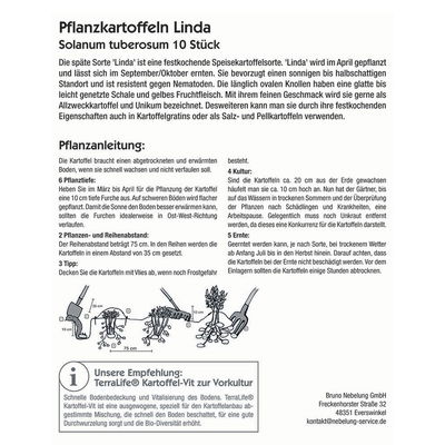 Pflanzkartoffel, Solanum tuberosum 'Linda', gelbe Schale, 10 Stück, 800 g
