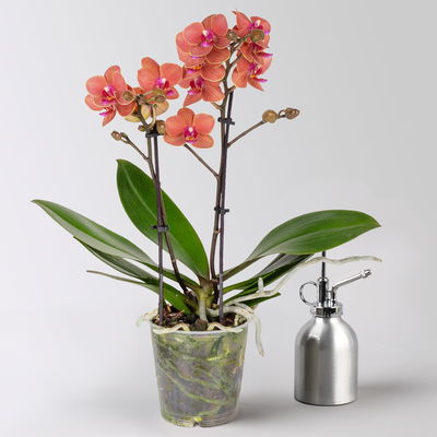 Schmetterlingsorchidee, inkl. Keramiktopf, orange, Topf-Ø 12 cm, Höhe ca. 50 cm Schmetterlingsorchidee, inkl. Keramiktopf, orange, Topf-Ø 12 cm, Höhe ca. 50 cm