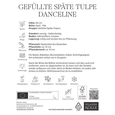 Gefüllte späte Tulpen 'Danceline', rosa-weiß geflammt, 7 Blumenzwiebeln