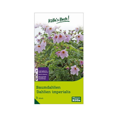 Kölles Beste Baumdahlie 'Imperialis' rosa, Größe 1, 3 Blumenknollen Kölles Beste Baumdahlie 'Imperialis' rosa, Größe 1, 3 Blumenknollen