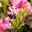 Rhododendron 'Bloombux'® Magenta, 6er-Set, Höhe 20-25 cm, Topf 2 Liter