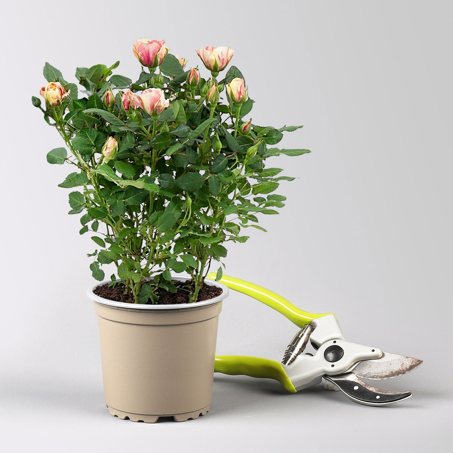 Rose 'Gosia', peach-gelb, Topf-Ø 10,5 cm, 3 Pflanzen