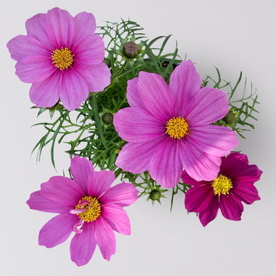 Cosmea, rosa, Topf-Ø 13 cm, Höhe ca. 25 cm, 6 Pflanzen