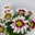 Chrysanthemen 'Splash Rocker' dunkelrot-weiß, Topf-Ø 12 cm, 6er-Set