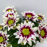Chrysanthemen 'Splash Rocker' dunkelrot-weiß, Topf-Ø 12 cm, 6er-Set