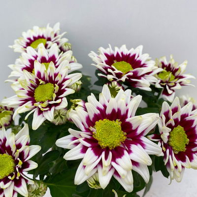 Chrysanthemen 'Splash Rocker' dunkelrot-weiß, Topf-Ø 12 cm, 6er-Set Chrysanthemen 'Splash Rocker' dunkelrot-weiß, Topf-Ø 12 cm, 6er-Set