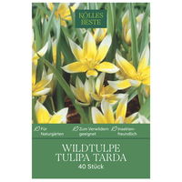 Wildtulpen Dasystemon Tarda weiß mit gelbem Auge, 40 Blumenzwiebeln