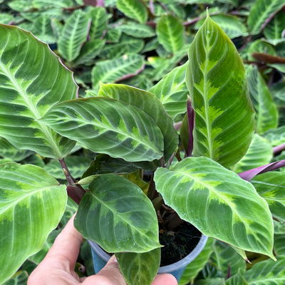 Calathea zebrina, grün gemustert, Topf Ø 12 cm, 2 Pflanzen