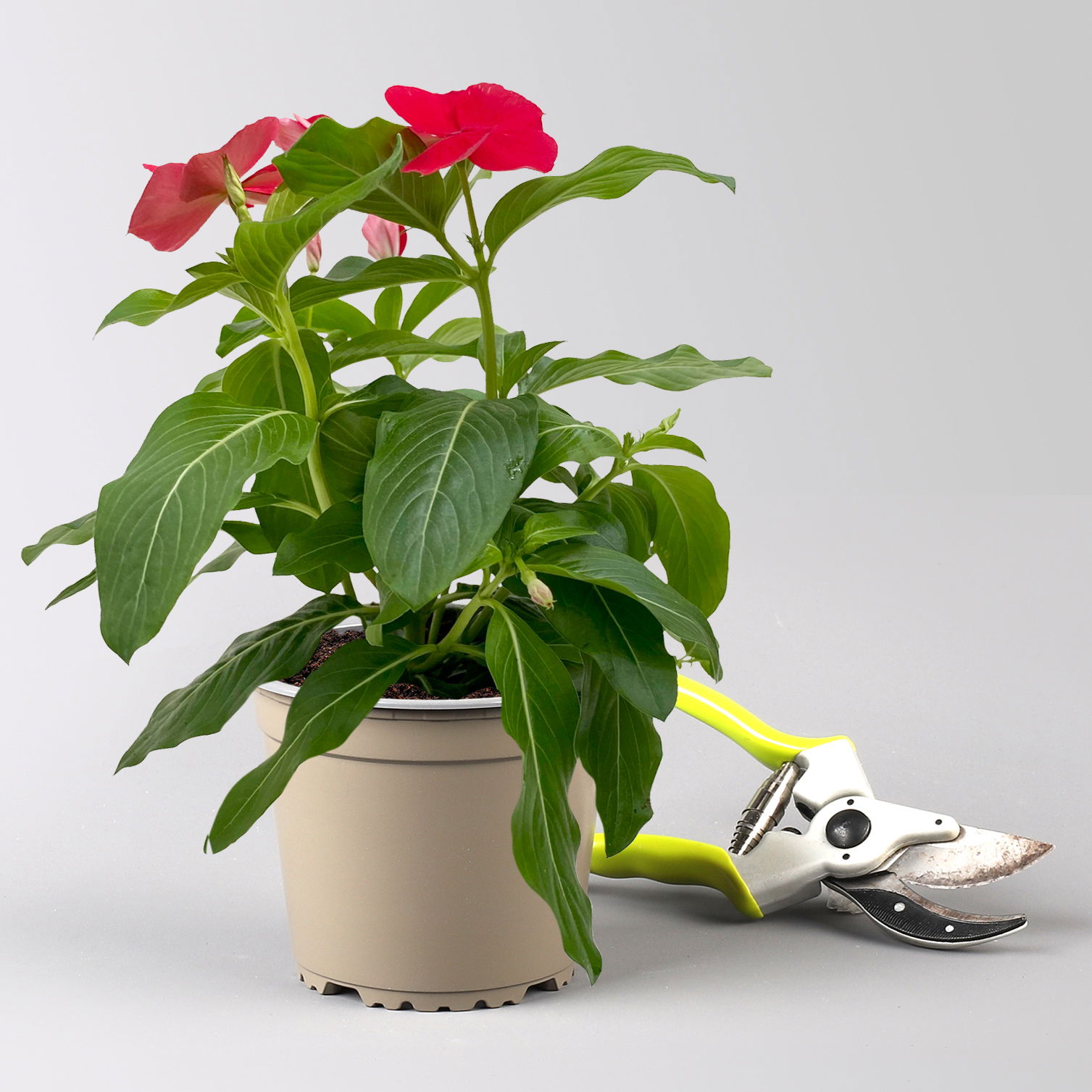 Catharanthus, Farben zufällig, Topf-Ø 13 cm, 6 Pflanzen