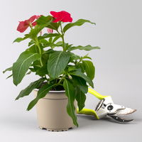 Catharanthus, Farben zufällig, Topf-Ø 13 cm, 6 Pflanzen