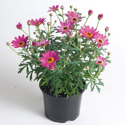 Margerite, rosa, Topf-Ø 11 cm, 6 Pflanzen