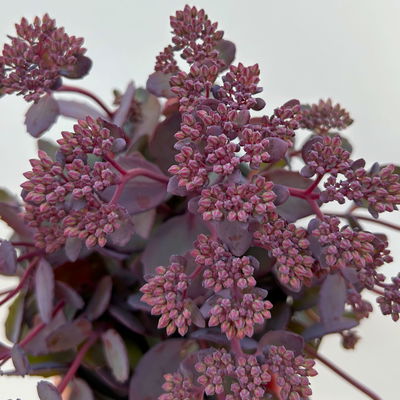 Garten-Fettblatt 'Red Canyon', pink, Topf-Ø 12 cm, 6er-Set Garten-Fettblatt 'Red Canyon', pink, Topf-Ø 12 cm, 6er-Set