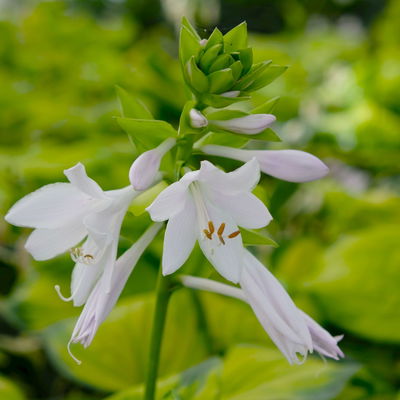 Bio Funkien 'Stained Glass' hellviolett, Topf 11x11 cm, 3 Pflanzen