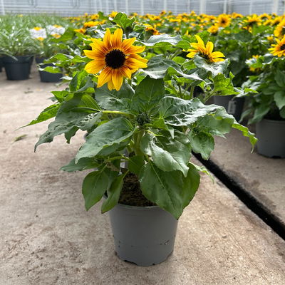 Sonnenblume gelb-bronze, Topf-Ø 14 cm, 3 Pflanzen