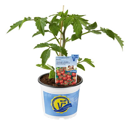 Cocktailtomate'Manolo® Red' (Picolino) F1, veredelt, Topf-Ø 12 cm, 3er-Set
