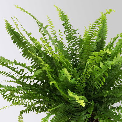 Schwertfarn 'Green Lady', Topf-Ø 17 cm, Höhe ca. 35-45 cm, im Keramiktopf Byron