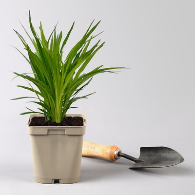 Bio Prachtscharte 'Kobold' violett, Topf 11x11 cm, 3 Pflanzen Bio Prachtscharte 'Kobold' violett, Topf 11x11 cm, 3 Pflanzen