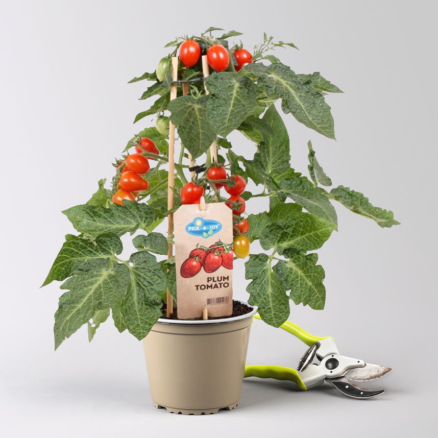 Kölle Naschgemüse Tomaten Mix 'Pick-&-Joy®, Topf-Ø 14 cm, 4 Pflanzen