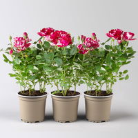 Rose 'Gigi' rot-weiß, Topf-Ø 10,5 cm, 3er-Set