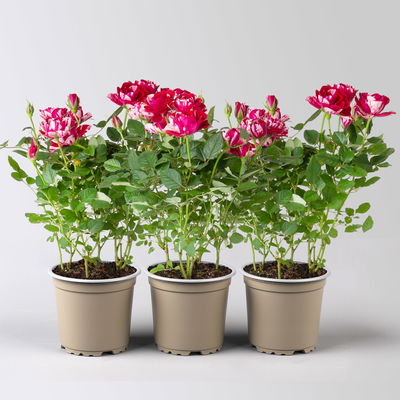 Rose 'Gigi', rot-weiß, Topf-Ø 10,5 cm, 3 Pflanzen