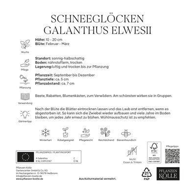 XXL Schneeglöckchen (Galanthus Elwesii) weiß, 20 Blumenzwiebeln