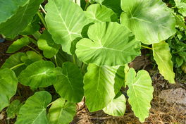 Alocasia Alocasia