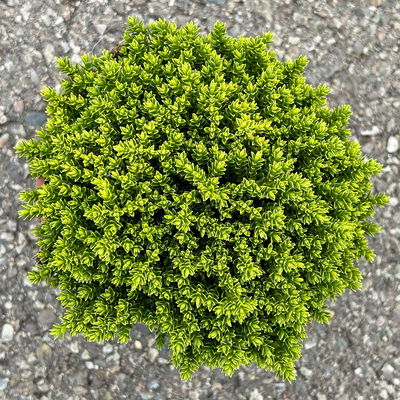 Hebe 'Green Globe', Topf-Ø 12cm, 3er-Set