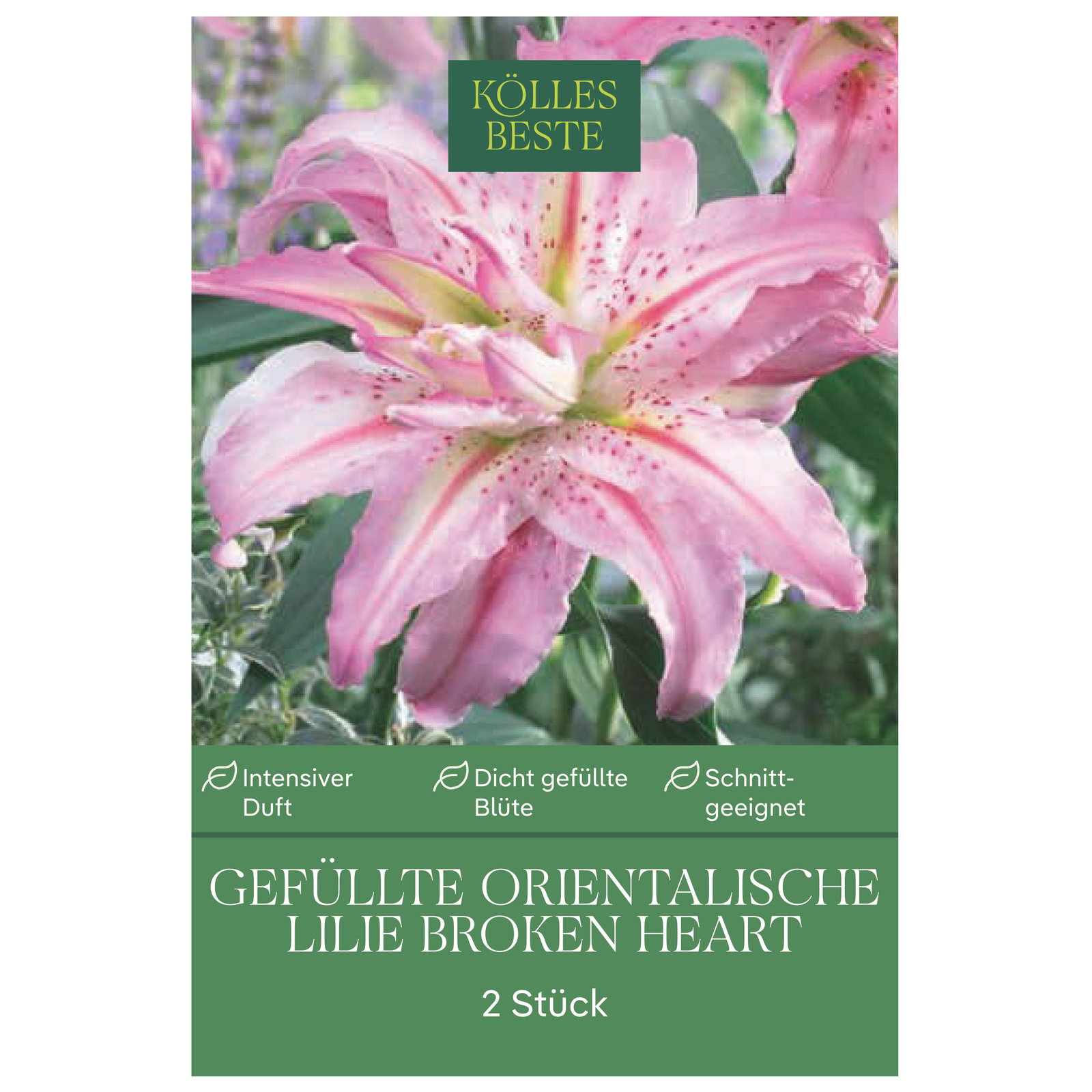 Kölles Beste Gefüllte Oriental Lilie Broken Heart, 2 Blumenknollen