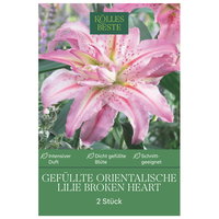 Kölles Beste Gefüllte Oriental Lilie Broken Heart, 2 Blumenknollen