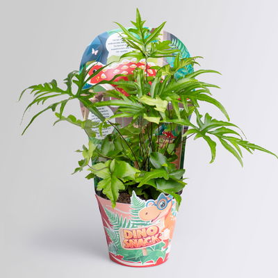 Dino Snack®, Ares, Speerfarn, Topf-Ø 14 cm, mit Brotdose Dino Snack®, Ares, Speerfarn, Topf-Ø 14 cm, mit Brotdose