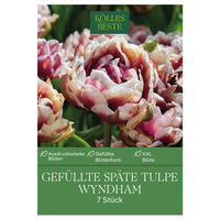 gefüllte Tulpen 'Wyndham', rot, weißer Rand, Größe 11/12, 7 Blumenzwiebeln