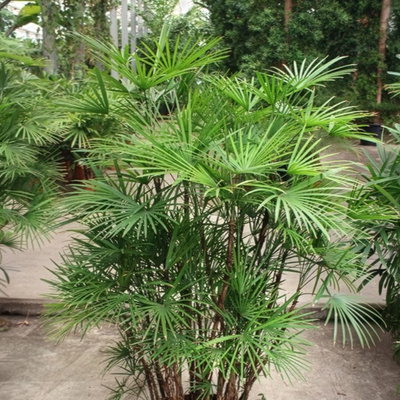 Steckenpalme, Topf-Ø 40 cm, Höhe ca. 160 cm