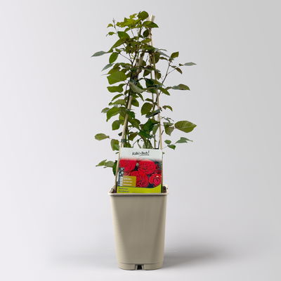 Kölles Beste Beetrose 'Bordeaux®', weinrot, Topf 5 Liter, 4 Pflanzen