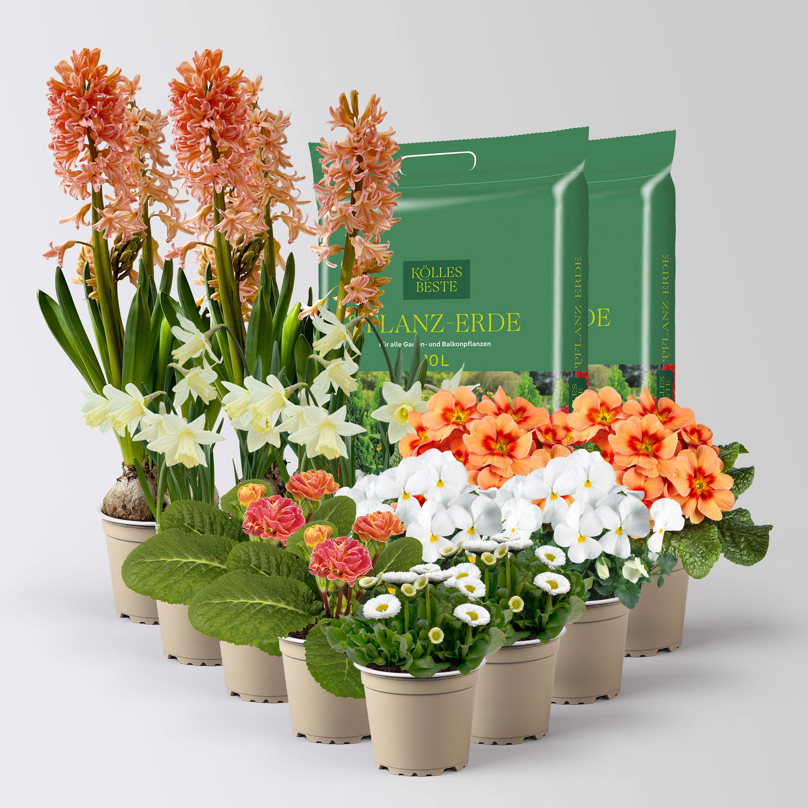 Pflanzen-Set Frühlingsharmonie, 12 Pflanzen inkl. Erde