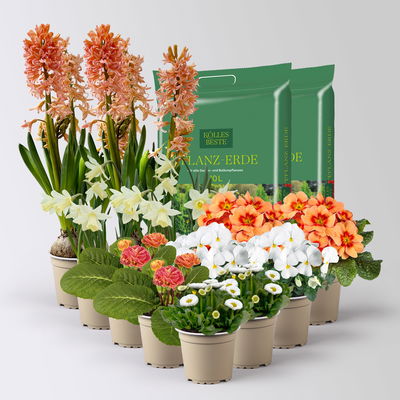 Pflanzen-Set Frühlingsharmonie, 12 Pflanzen inkl. Erde