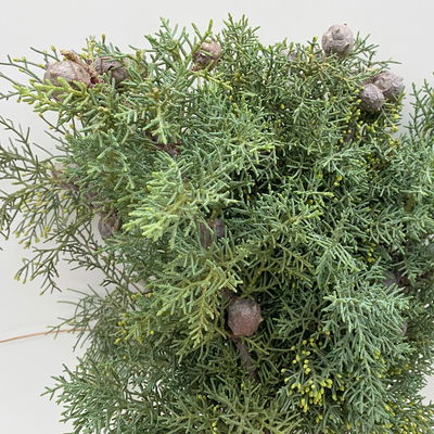 Zypressenzweige mit Zapfen im Handbund, blau, ca. 50 cm lang, 3 Bund Zypressenzweige mit Zapfen im Handbund, blau, ca. 50 cm lang, 3 Bund