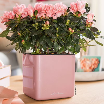 Lechuza 'Cube Glossy Kiss 14', Cashmere Cream Highgloss Glitter Lechuza 'Cube Glossy Kiss 14', Cashmere Cream Highgloss Glitter