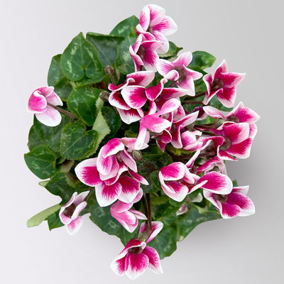 Alpenveilchen 'Exclusive® Odora' lila-weiß, duftend, Topf-Ø 10,5 cm, 4 Stück