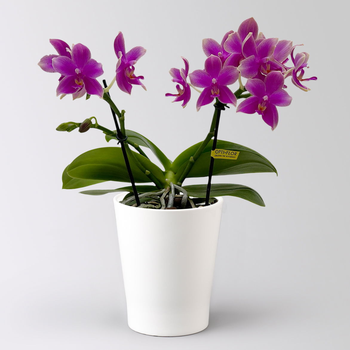 Duft Phalaenopsis 'Cherry Blossom' lila, Topf-Ø12 cm, im Übertopf mit Grußkarte