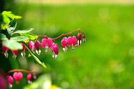 Traenendes Herz Tränendes Herz