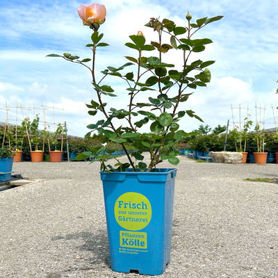 Duftende Edelrose 'Kölle's Duftsommer'®, gelborange bis aprikot, Topf 5 Liter Duftende Edelrose 'Kölle's Duftsommer'®, gelborange bis aprikot, Topf 5 Liter