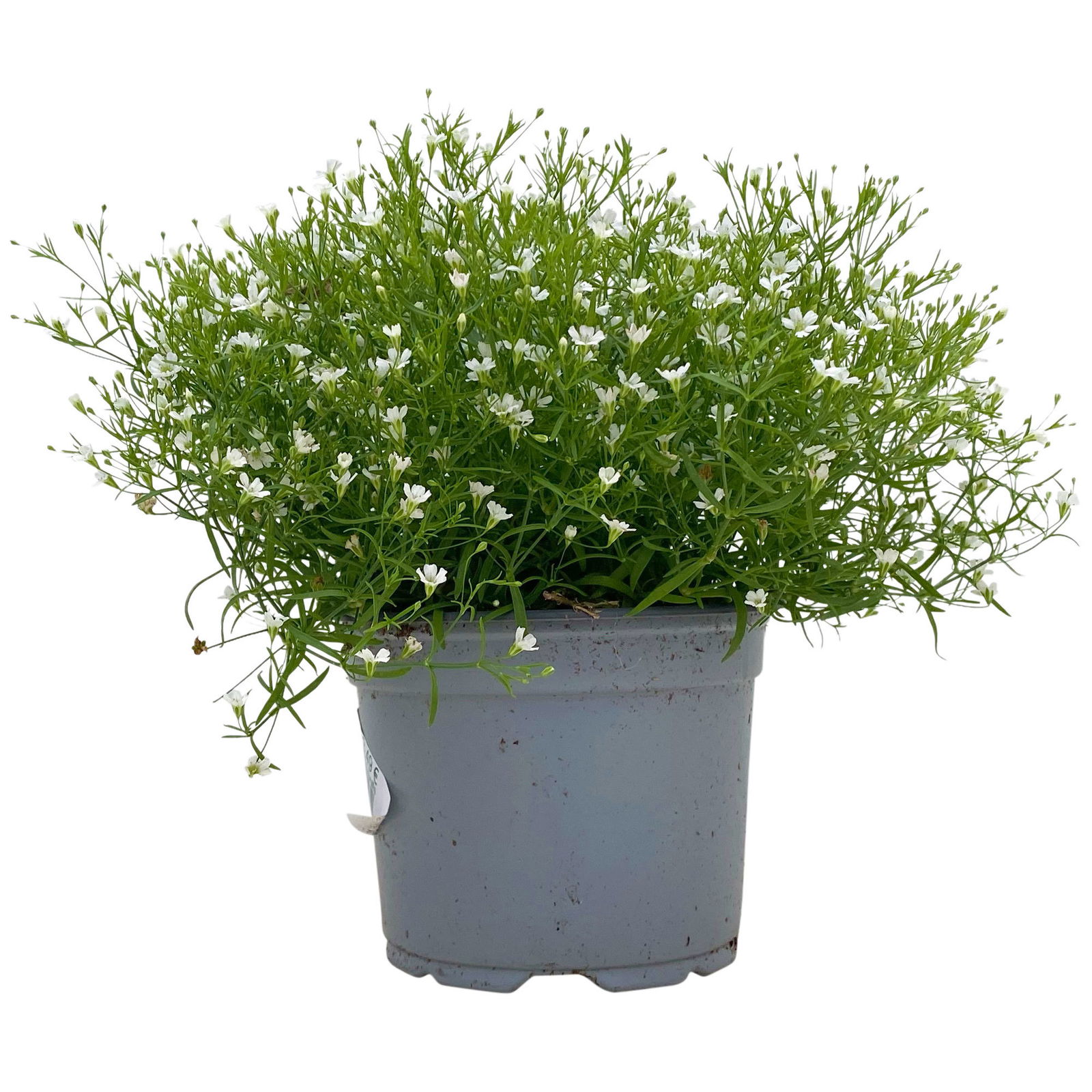 Schleierkraut weiß, Topf-Ø 12/13 cm